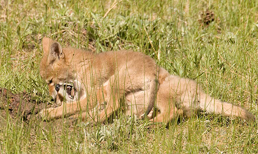 Coyote Pups