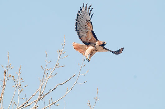 Red-tailed Hawk