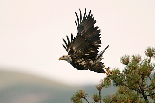 Immamture Bald Eagle