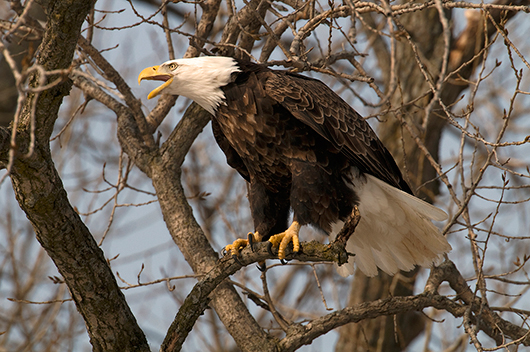 Bald Eagle Calling