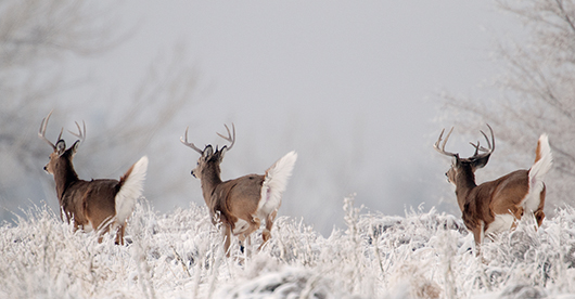 White-tailed Deer