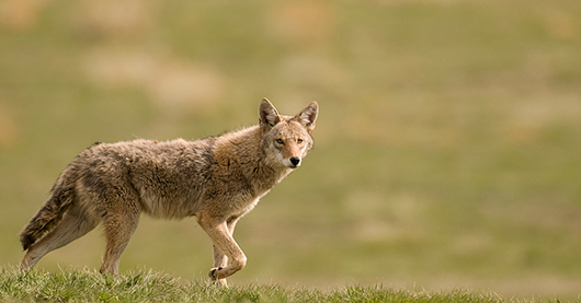 Coyote