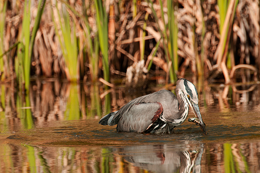 Great Blue with a Meal