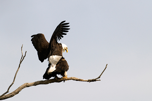 Bald Eagles