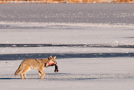 Coyote on Ice