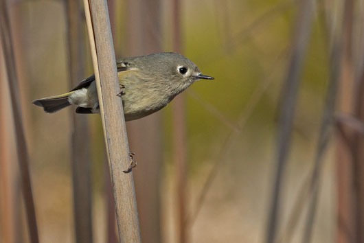 Ruby-crowned Kinglet