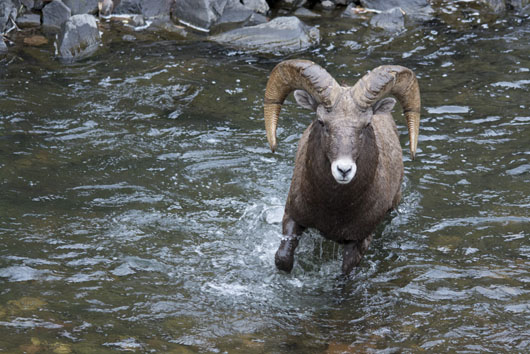 Bighorn Ram