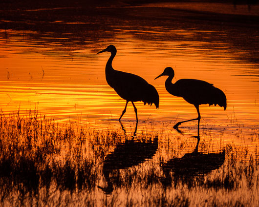 Crane Silhouette