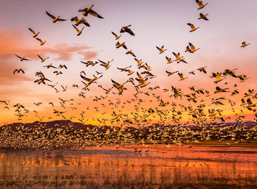 Snow Goose Blastoff