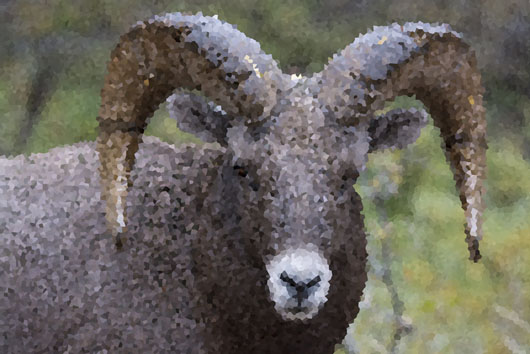 BighornRam