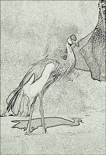 Crowned Crane