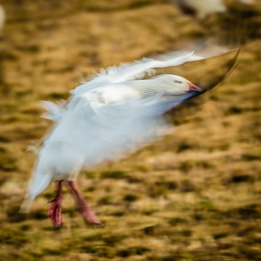 Snow Goose