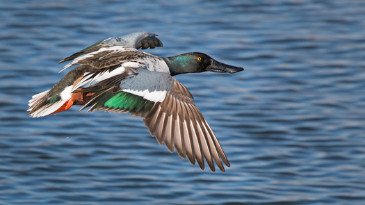 male Northern Shoveler flying