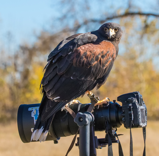 raptor perched on a camera