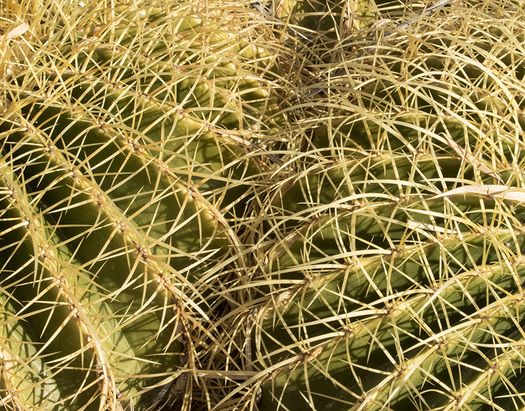 barrel cactus