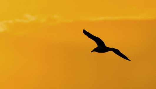Gull Silhouette
