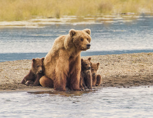 Mother Bear and three Cubs