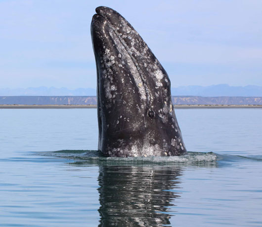 Whale