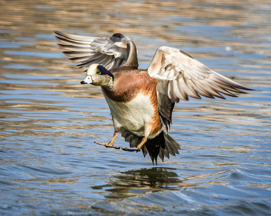Landing Wigeon