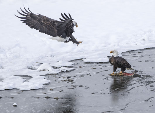 Bald Eagle Landing