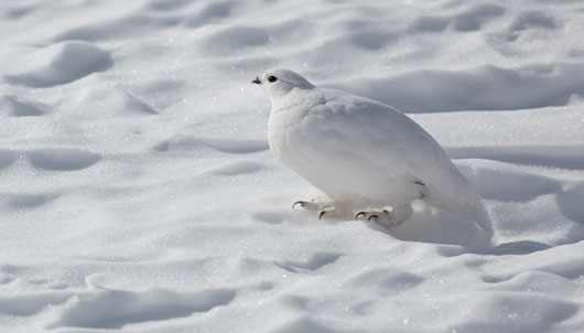 Ptarmigan