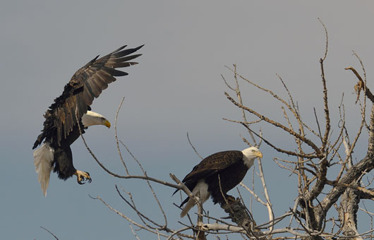 Bald Eagles