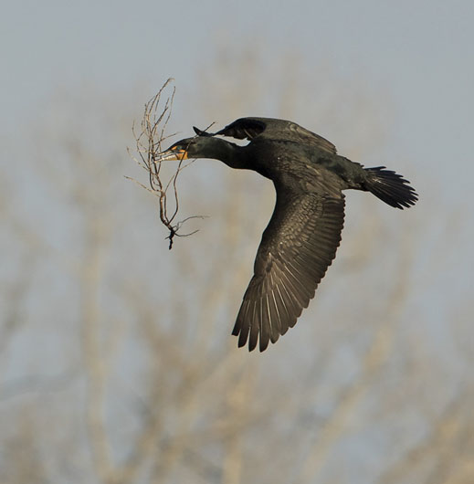 Duoble-crested Cormorant