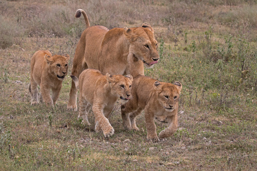 Lioness and three cubs