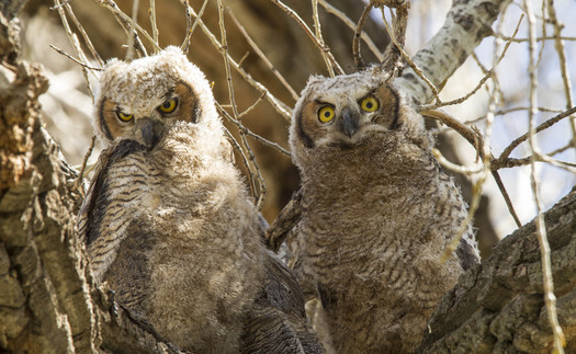 Great Honed Owl chicks