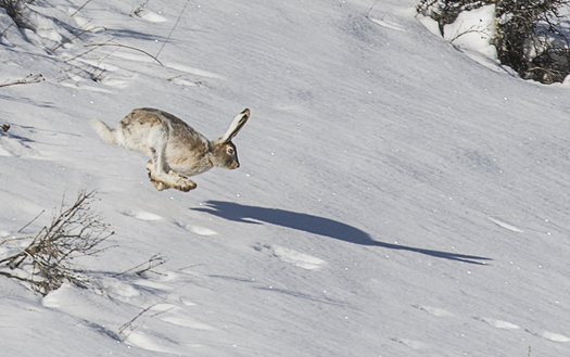 Leaping rabbit