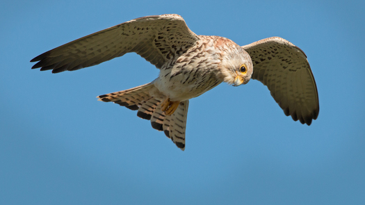 Lesser Kestral