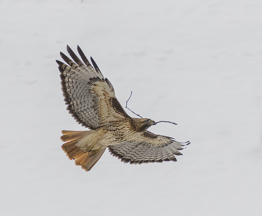 Raptor carrying a stick