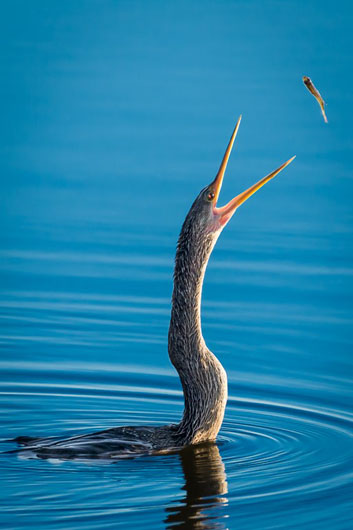 Anhinga with Fish