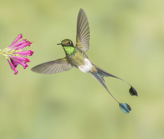 Hummingbird