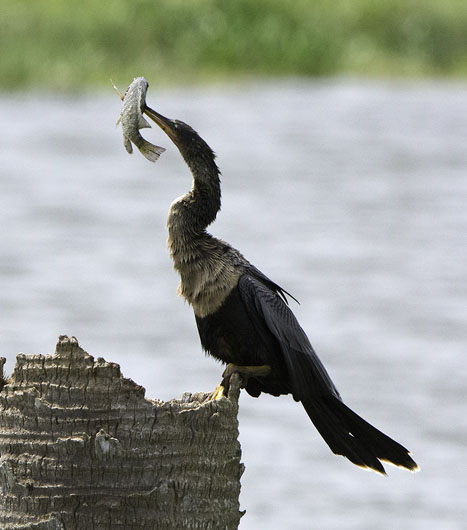 Anhinga and Fish