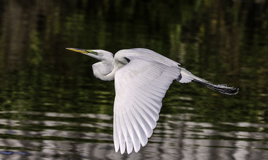 Flying Egret