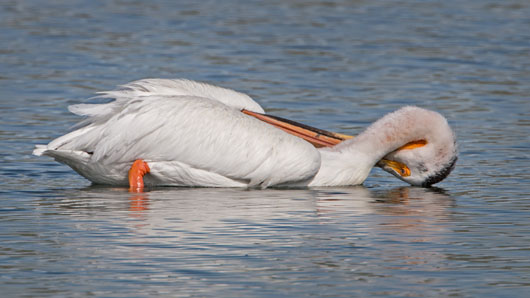 American White Pelican