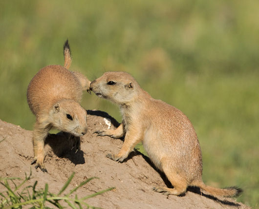 Prairie Dogs
