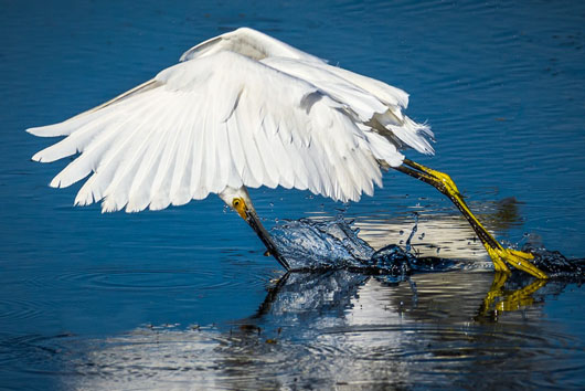 Egret
