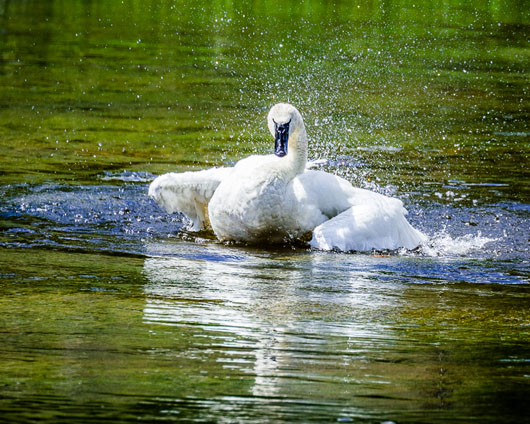 Trumpeter Swan