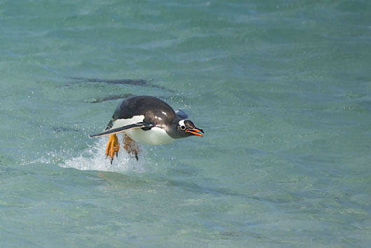 Gentoo Jump