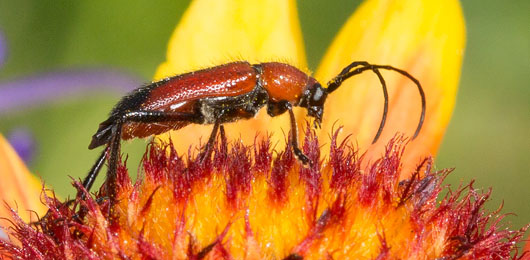 Beetle on a Flower