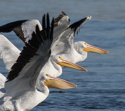 White Pelicans