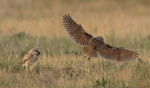 Burrowing Owls