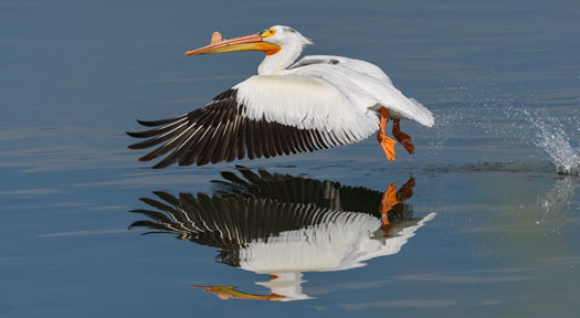 White Pelican
