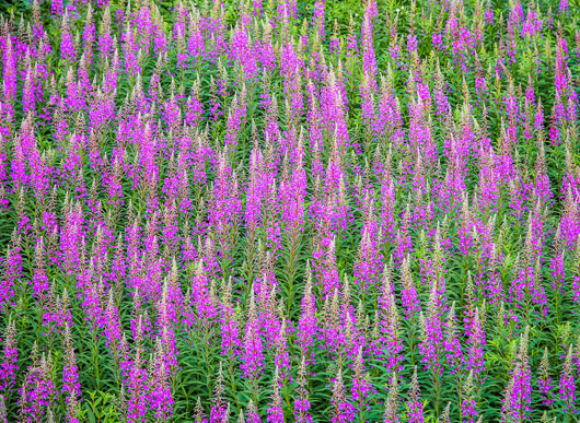 Fireweed