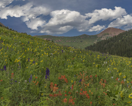 Alpine Flowers