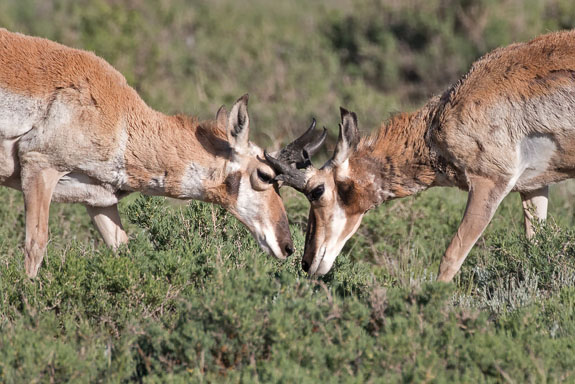 Jousting Pronghorns