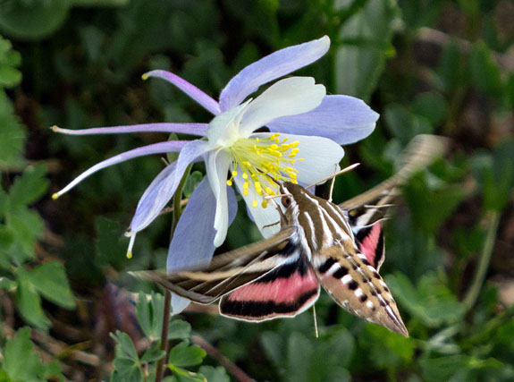 Sphynx Moth