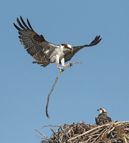 Osprey Landing with a Stick